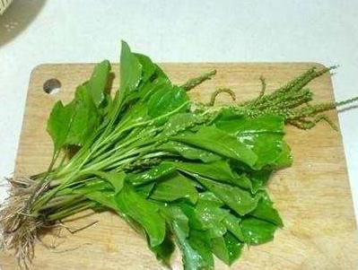 小时候在农村最常见的野草，原来有那么大作用，早看早知