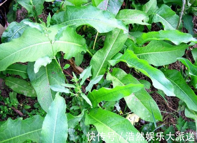 农村|农村以下喂猪的野草,能清热解毒,消肿止痛,凉血止血,你认识吗