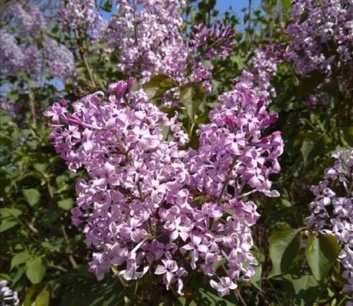 院子里养5种“浓香型花”，开花时满园飘香沁人心脾