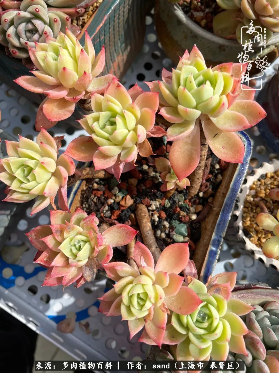 带着200多盆多肉，三个月搬两次家，是一种怎样的体验