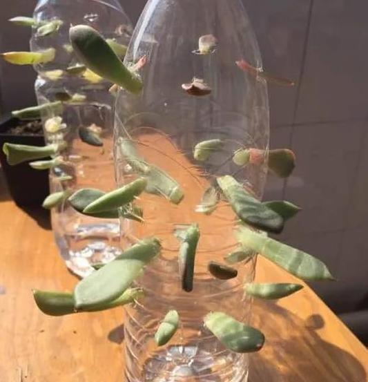 扦插|教你在家用塑料瓶养多肉,不用土就能扦插叶片,成活率贼高