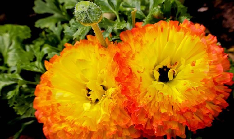 它不是牡丹，却带有牡丹的神韵，居家盆栽，新人就能胜任