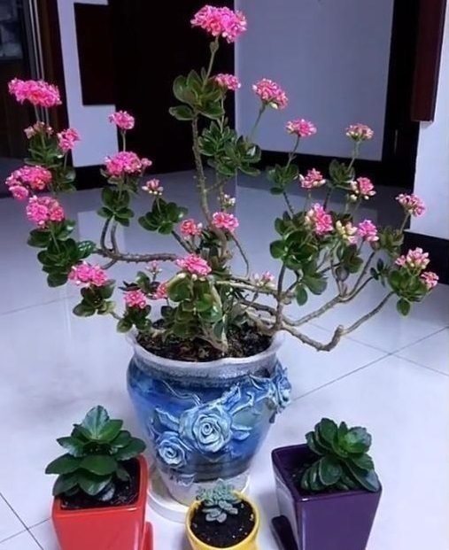 金枝玉叶|这花10块钱买一盆，养2年变老桩，叶子密、开花旺，每家都有