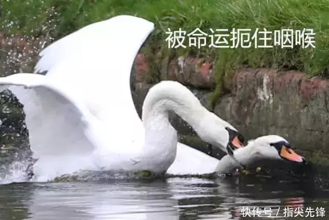 剑桥|剑桥“水怪”！揍人打狗未逢敌手？这么嚣张居然是女王给ta撑腰
