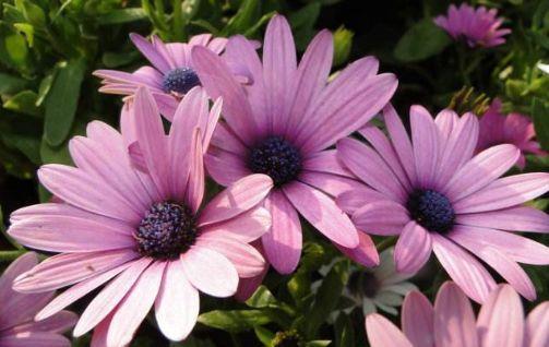 阳台养护4种花,花期长花量大,枝头花苞满,超美的