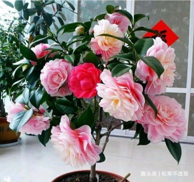 喜欢养花,就养这几款,比吊兰还好养,烂漫迷人又可爱