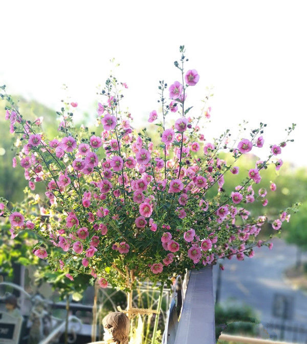 一款超好养的木本花卉 全年开花 花多易爆盆 阳台盆栽也可以 快资讯