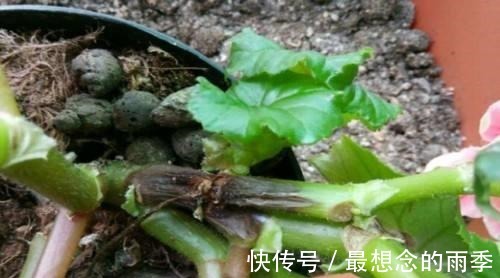 土壤|养花浇了“夺命水”，难怪烂根、黄叶，2种水“千万”别乱用