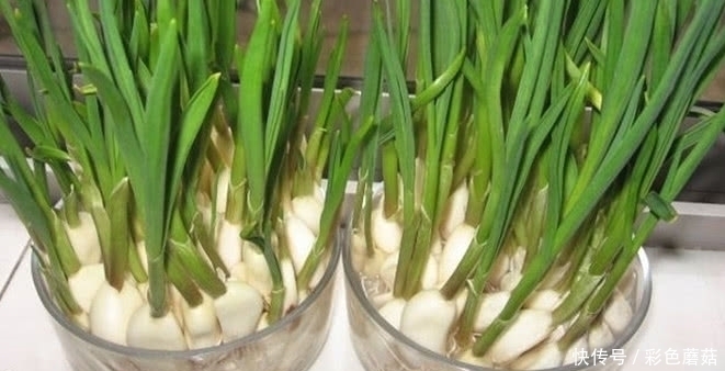 肝脏|患有肝病不用怕,常吃这几样食物,排毒养肝,肝慢慢变好!