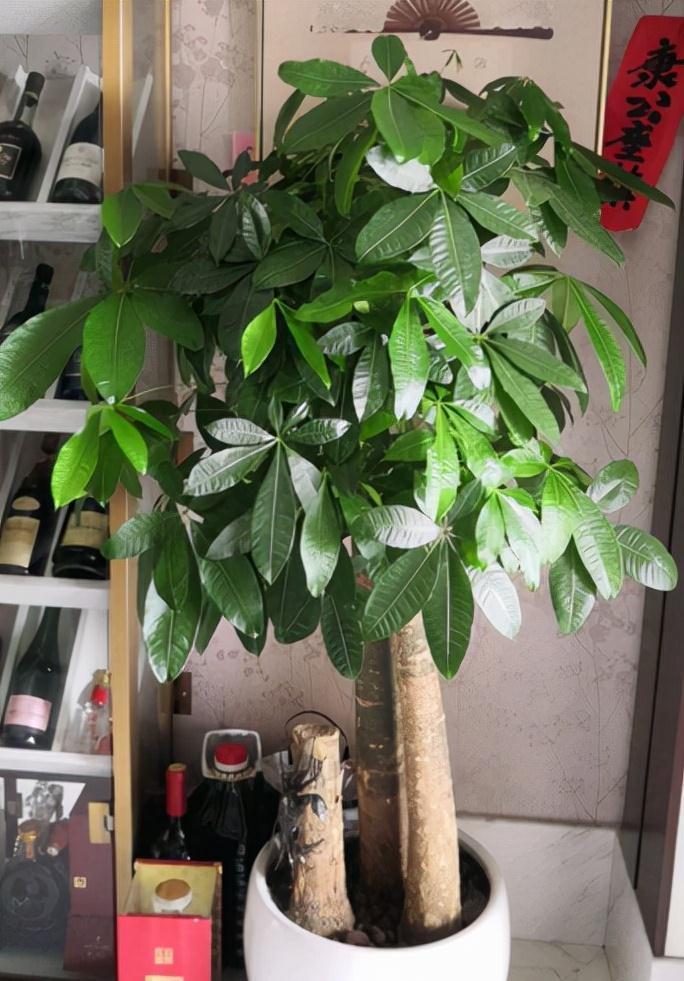 冬天的6种室内盆栽，“懒养”最合适，“勤养”反而容易出问题