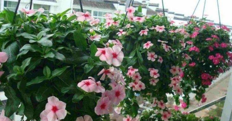 芍药花|养花就养4种花,家里养一盆,开花漂亮一年不停,越养越喜欢