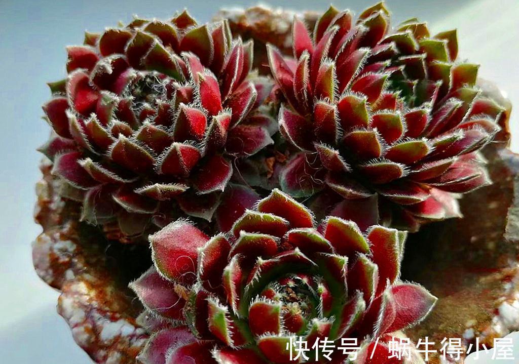 这些多肉九月末还不见状态，是不是哪里出了问题？它们只是慢性子