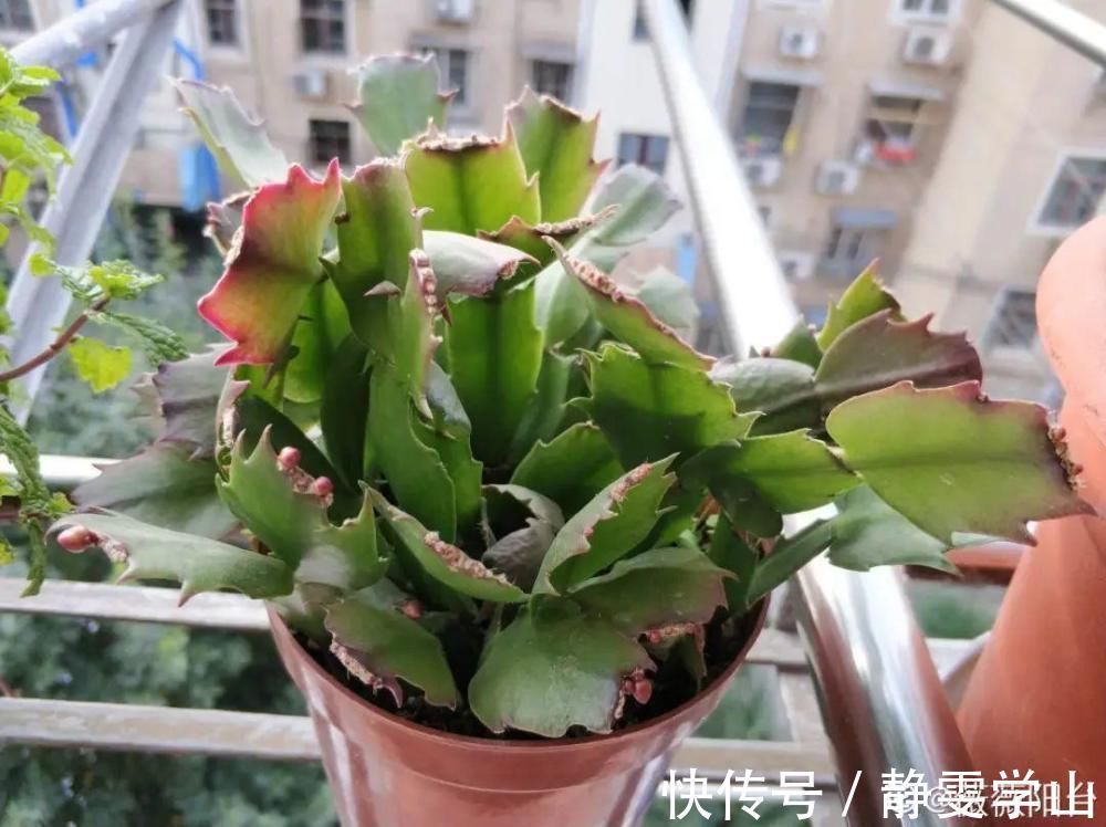 叶子|养护蟹爪兰,要注意8个要点,才能开出仙气飘飘花