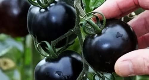 排毒|冬天寒冷，推荐3种食物搭配食用，清热排毒，美容护肤，不容错过