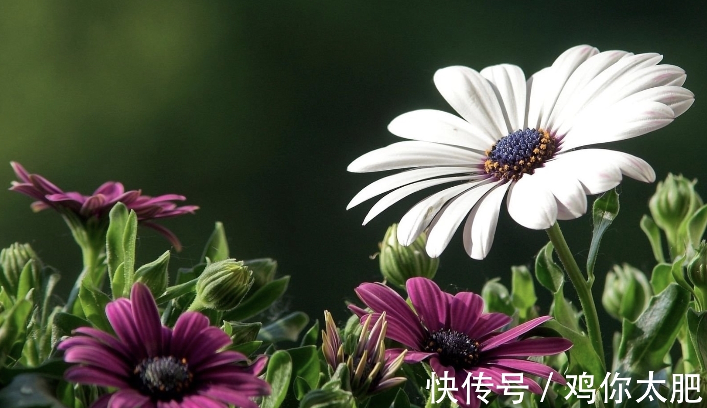 地久天长|8月,思念微凉,相思难忘,不舍旧情,3生肖桃花灿烂,地久天长