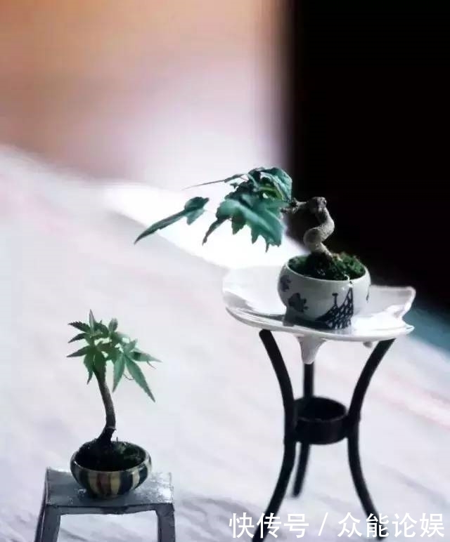 也许你不需要一个庭院就能有一个园林