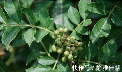 苯丙胺|长寿老人常吃的野菜,能清热解毒、降血脂、治小便不利,效果显著