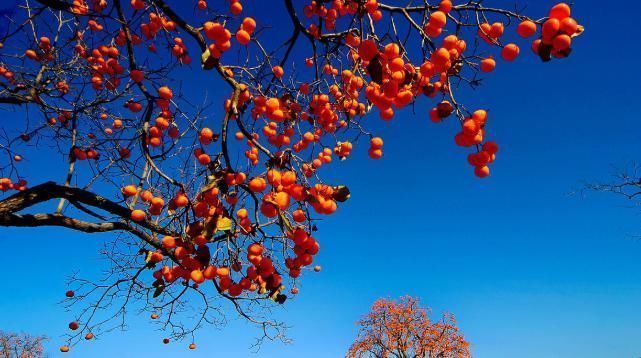 偏方|偏方治大病，你身边随处可见的特效良方