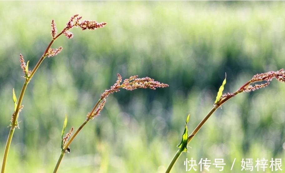 小财|7月，大财不跑，小财不少，3大生肖财富险中求，生活水平水涨船高