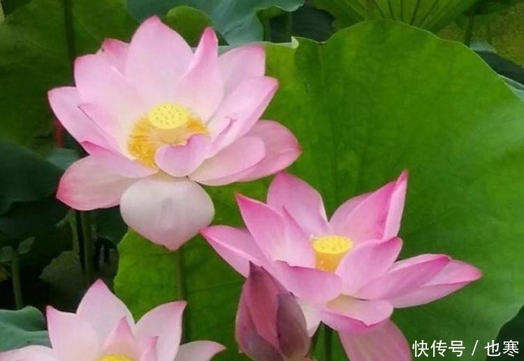 养花就养4种花,好养易活花量大,养上一盆四季欣赏,一养就上瘾