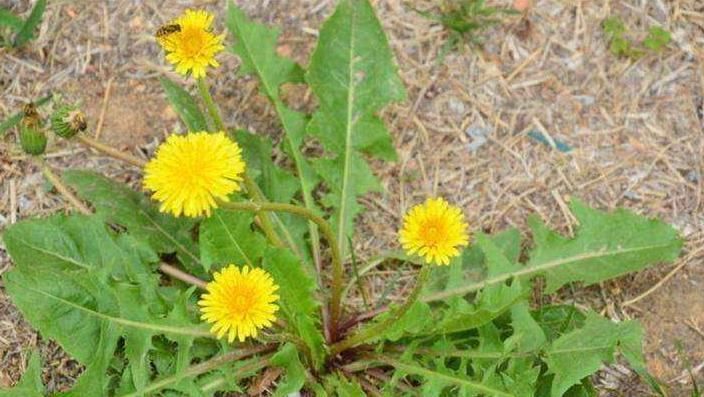 蒲公英|55岁舅舅,因一壶蒲公英水,被送进医院,提醒蒲公英禁忌要知晓