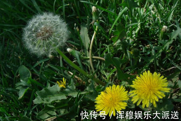 蒲公英水|一杯蒲公英,一家人住进医院,蒲公英的3大禁忌,为人家早了解