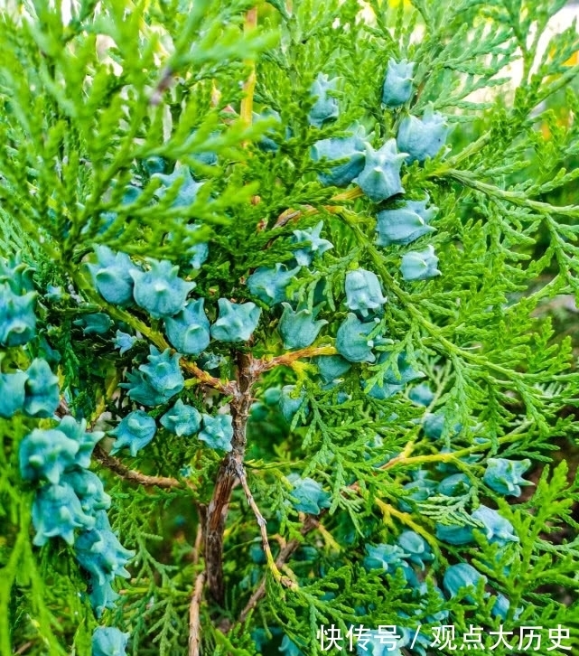 球花|旅行识花，它开花像花又似果，墓地陵园最多却少有人见过它