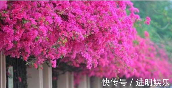 养三角梅,给它披1件“黑棉袄”,花开爆满盆,养出一片花海,美