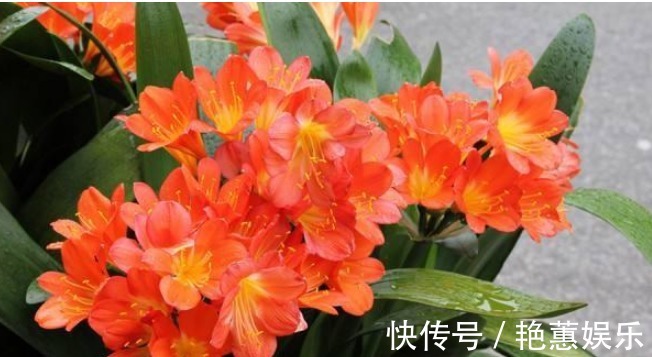 君子兰不开花学会1招,叶片绿油油,花朵开爆盆,年年开花不断
