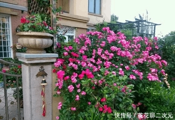 机肥|自制肥养月季,开了99朵,美到极致!