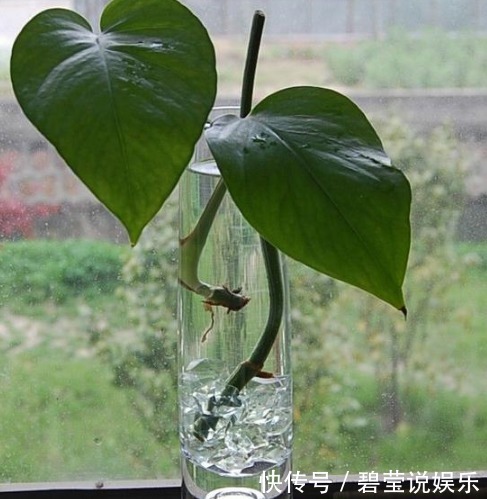 只需3招,绿萝轻松养成瀑布,不知疲倦的在你家吸甲醛