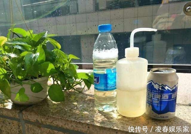 啤酒水|3种植物是老酒鬼,一喝啤酒就疯长,根本不用施肥!
