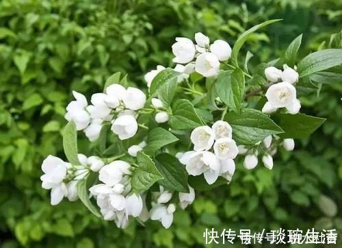 最厉害的养花营养液给茉莉花喝一勺,四季油绿,花开洁白