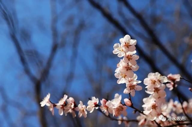 早春花枝俏，清水桃花朵朵开