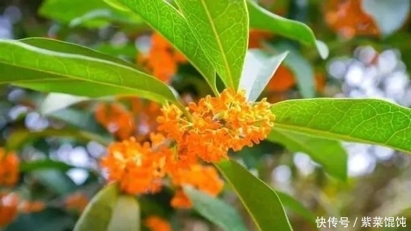 蒲公英,被称为“药草皇后”,请记住“6功效、7搭配、8禁忌”