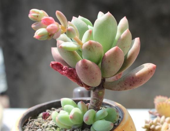 室内养多肉，一个小方法，比“化肥”好用百倍，半年不管也肥嘟嘟