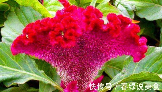 南瓜花|女性要常给自己的身体排毒,多吃的食物,排毒消脂,减肥瘦身