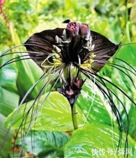 恐怖、凶残，会吃动物的植物大盘点