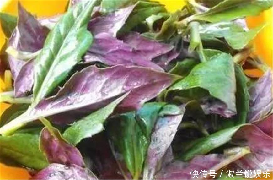 农村的这种野菜,是天然的补血菜,如今已经成为了餐桌上的常客