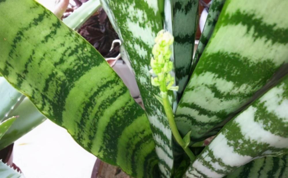 虎皮兰叶黄，枯萎，教你三个小诀窍，1星期就往上窜5厘米