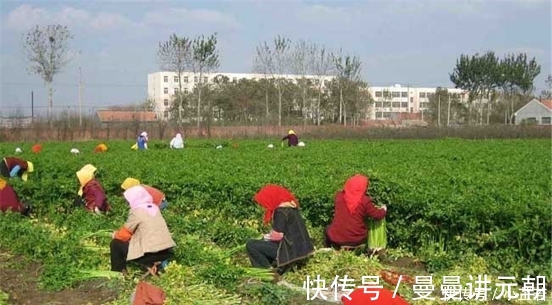 芹菜杆|价格连跌3个月，产地一斤5毛钱，叶子吃不吃不用争了