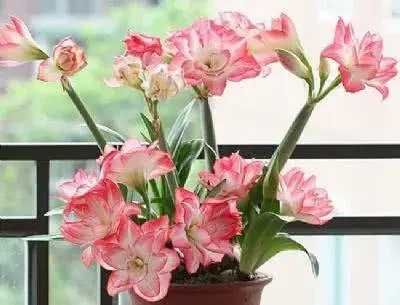 花色|朱顶红花色艳丽，观赏价值高，养护朱顶红要注意什么？