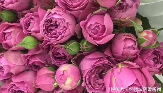 优雅|大家见过“迷雾泡泡玫瑰”吗高贵纯洁,优雅浪漫,颜值高寓意好