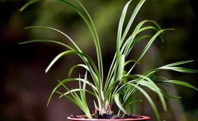 二氢钾|养好兰花的口诀,书本上学不到的经验,喜欢就收藏吧