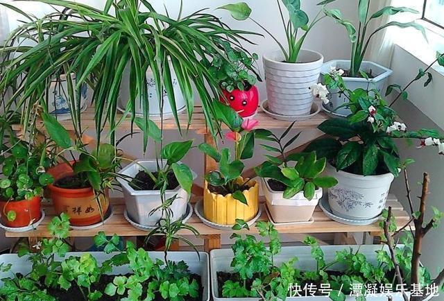 家里养花“别瞎买”,5种花是“有毒”的,对大人小孩都不好