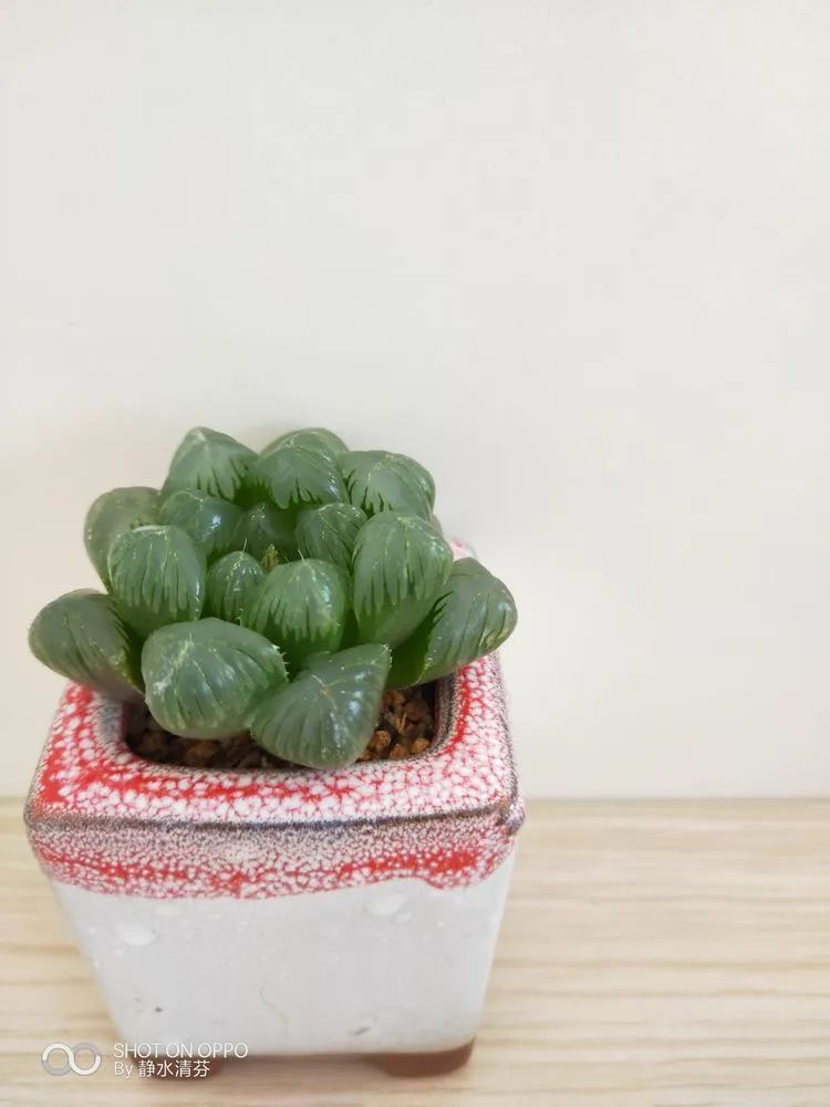 状态一般的多肉们,在我这儿已经是最美的存在了!