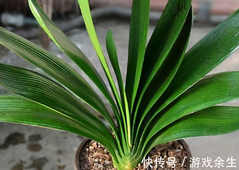 霜降过后，家里必备4盆花，叶子绿、花色艳，越养越喜欢