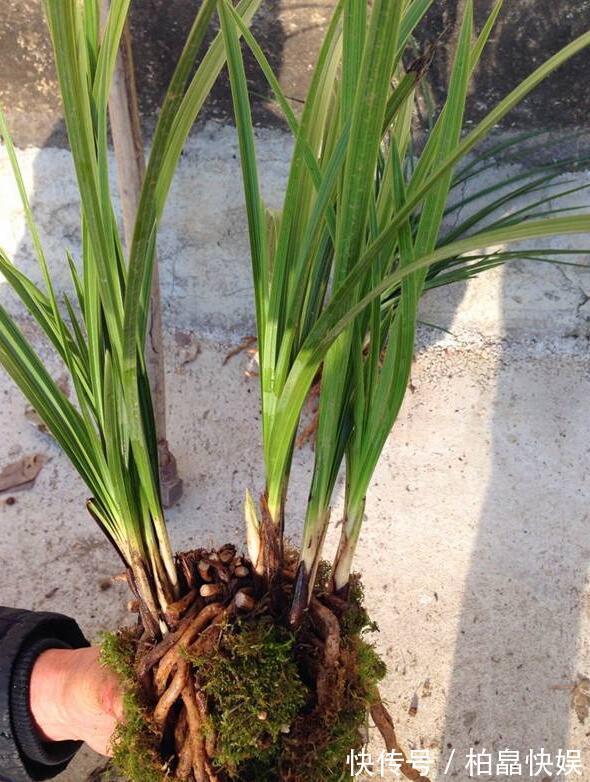 兰花得叶枯病怎么办教你“3法”，找对病因，告别叶枯病症状