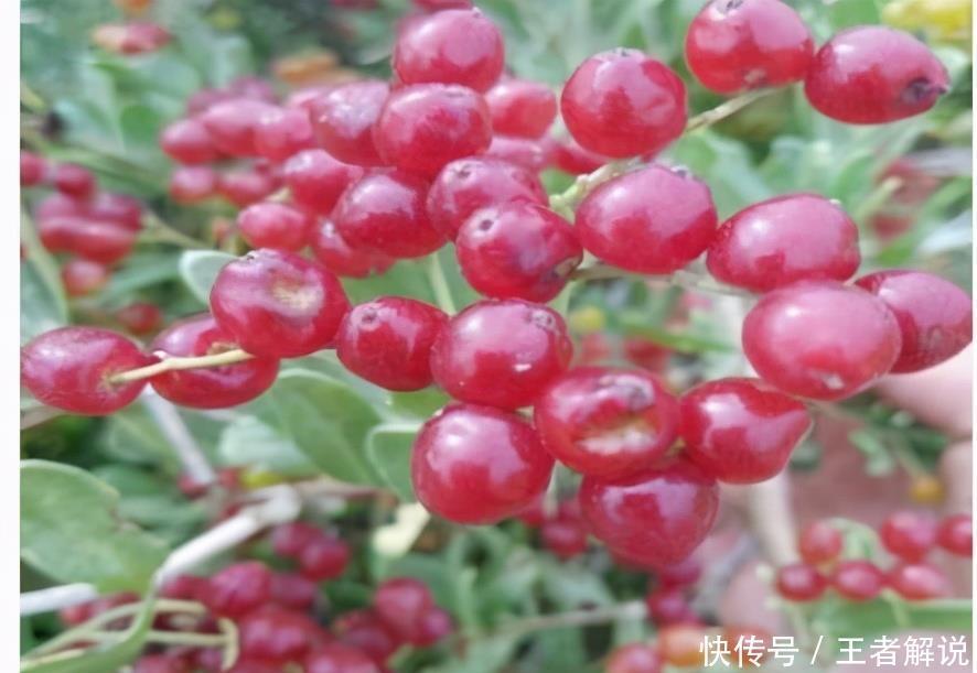 白刺果|人到中年,推荐常吃3种食物,排毒养颜,润肠通便,有益健康