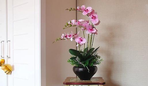 这三种花路边就能捡回家,家里养一盆,花大味香,比绿萝还好看